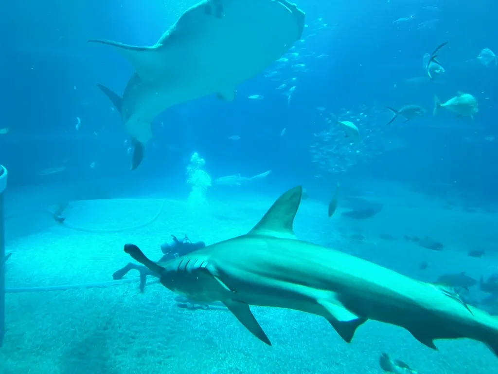 aquarium