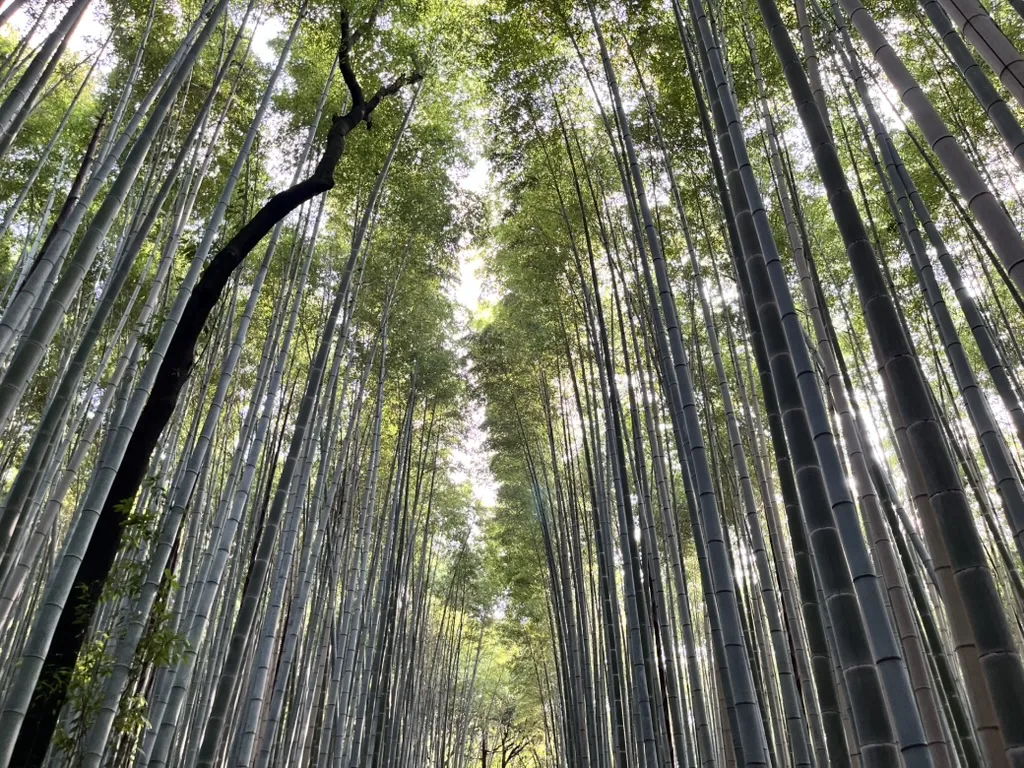 arashiyama bamboo forest