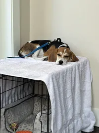 snoopie the beagle