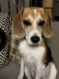snoopie the beagle