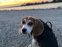 snoopie the beagle