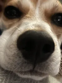 snoopie the beagle