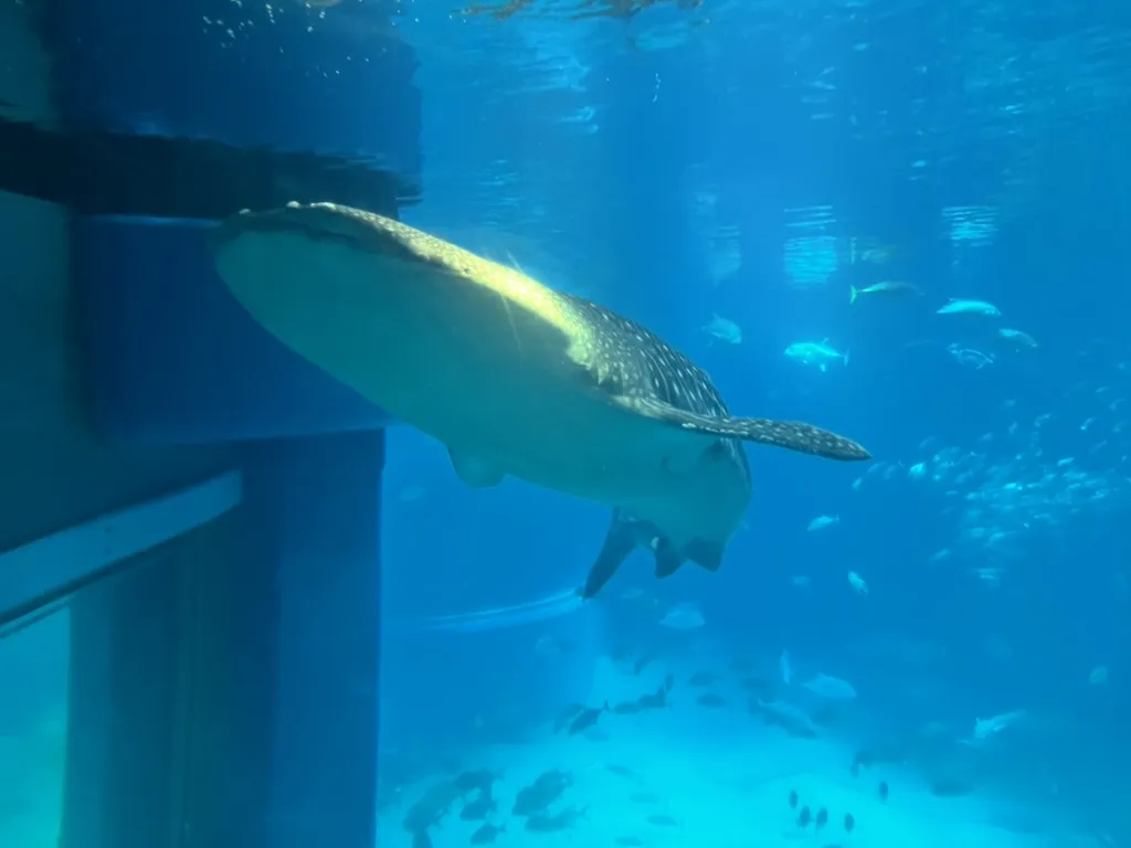 aquarium