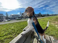 snoopie the beagle