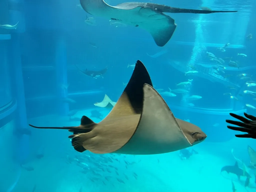 aquarium