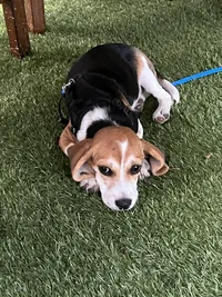 snoopie the beagle